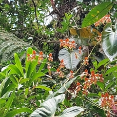 Cyrtochilum ventilabrum