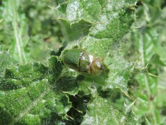 Cassida deflorata