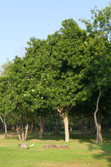 Syzygium cordifolium