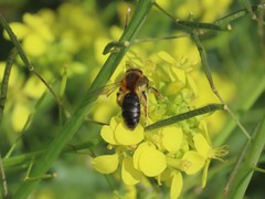 Andrena