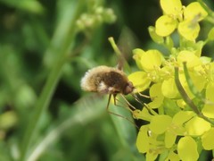 Bombyliini