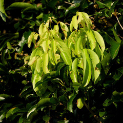 Syzygium cordifolium