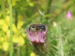 Anthophila