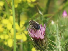 Anthophila