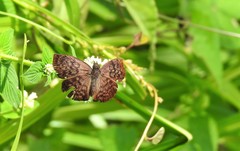 Camptopleura auxo