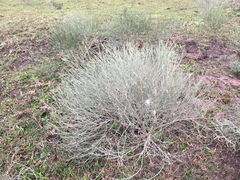 Baccharis notosergila