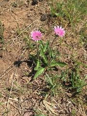 Gerbera viridifolia