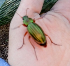 Carabus auratus