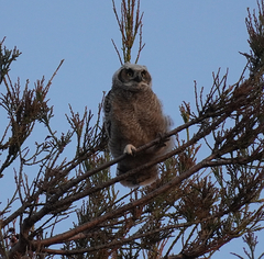 Bubo virginianus