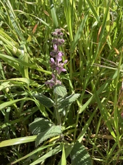 Stachys rigida quercetorum