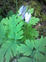 Dicentra formosa formosa