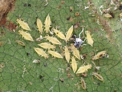 Heliothrips haemorrhoidalis