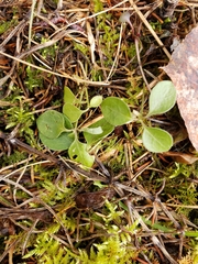 Polygaloides paucifolia