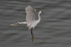 Egretta garzetta