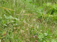 Capsella bursa-pastoris