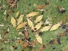 Heliothrips haemorrhoidalis