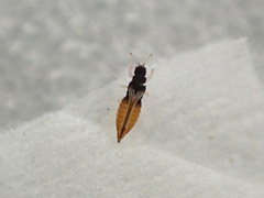 Heliothrips haemorrhoidalis