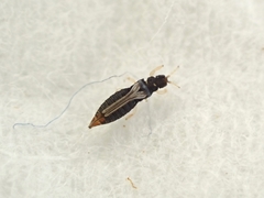 Heliothrips haemorrhoidalis