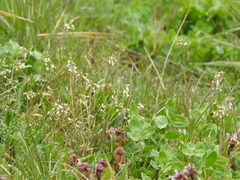 Capsella bursa-pastoris