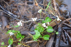 Viola macloskeyi