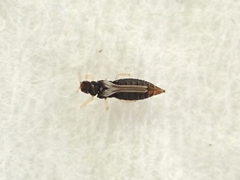 Heliothrips haemorrhoidalis