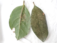 Heliothrips haemorrhoidalis