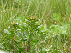 Barbarea vulgaris