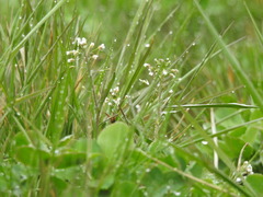 Capsella bursa-pastoris