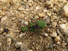 Cicindela campestris