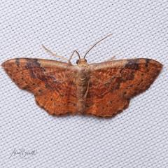 Leptostales ferruminaria