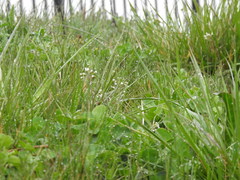 Capsella bursa-pastoris