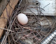 Streptopelia decaocto