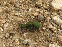 Cicindela campestris