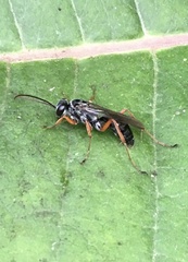 Auplopus mellipes