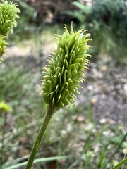 Ranunculus gregarius