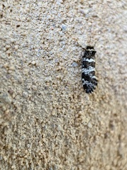 Ardiosteres moretonella