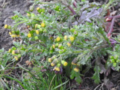 Senecio vulgaris