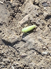 Pagaronia tredecimpunctata