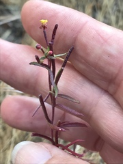 Camissonia strigulosa