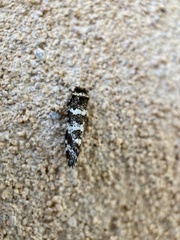 Ardiosteres moretonella