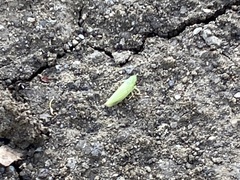 Pagaronia tredecimpunctata