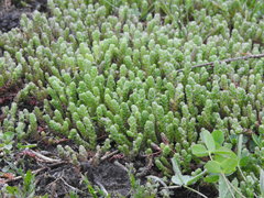 Sedum acre