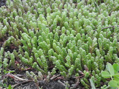 Sedum acre
