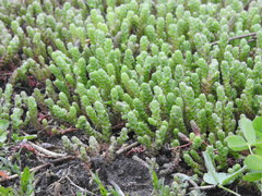 Sedum acre