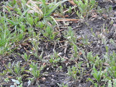 Capsella bursa-pastoris