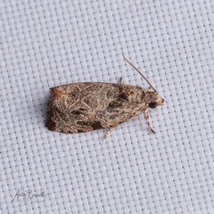 Olethreutes furfuranum