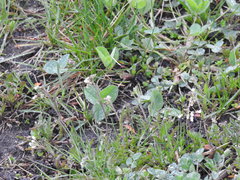 Capsella bursa-pastoris