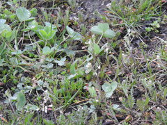 Capsella bursa-pastoris