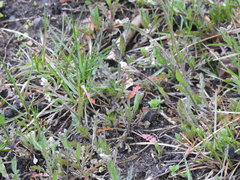 Capsella bursa-pastoris