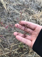 Camissonia strigulosa